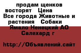 продам щенков восторят › Цена ­ 7 000 - Все города Животные и растения » Собаки   . Ямало-Ненецкий АО,Салехард г.